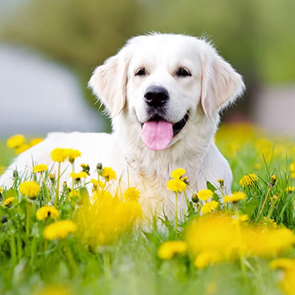 dog for website.jpg