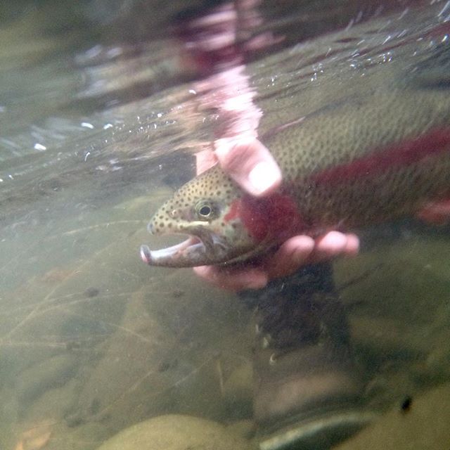 Chattooga River Hatch Chart