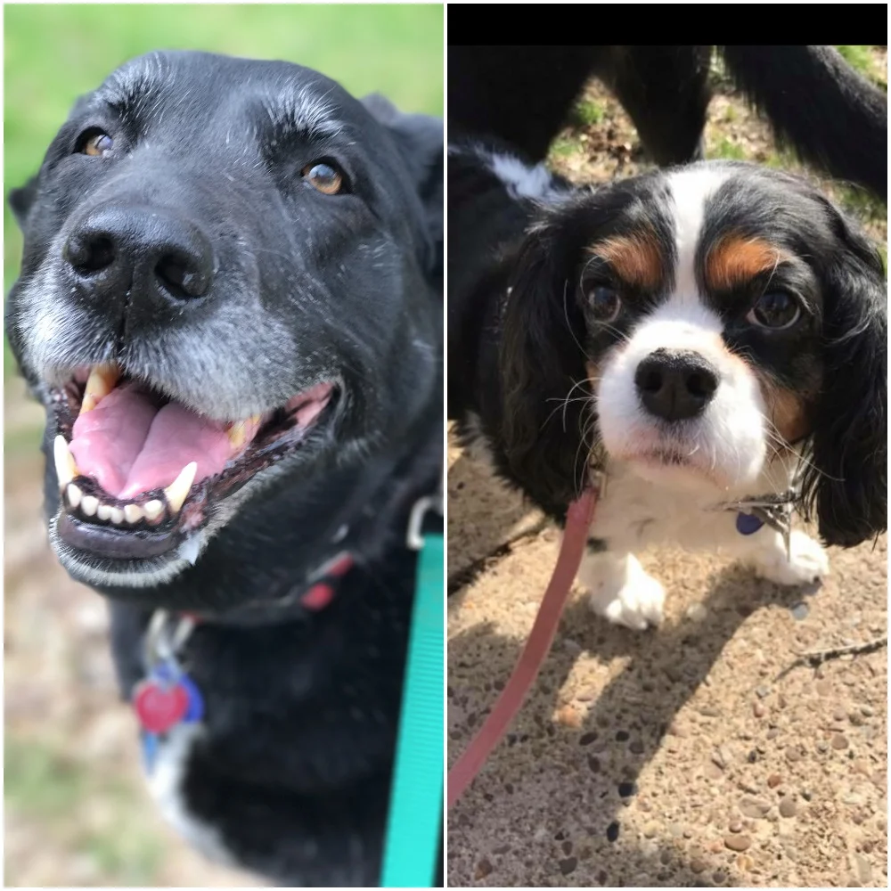 Abby & Trouble