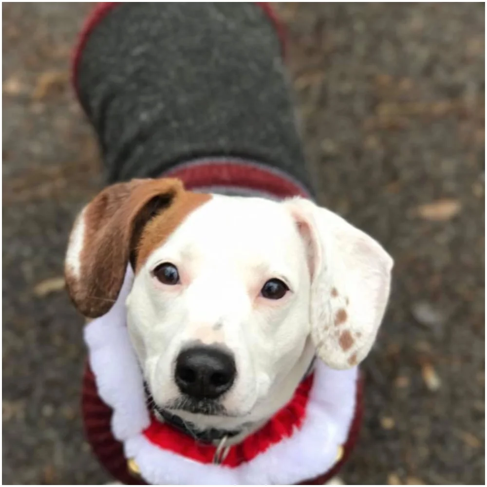 Lulu