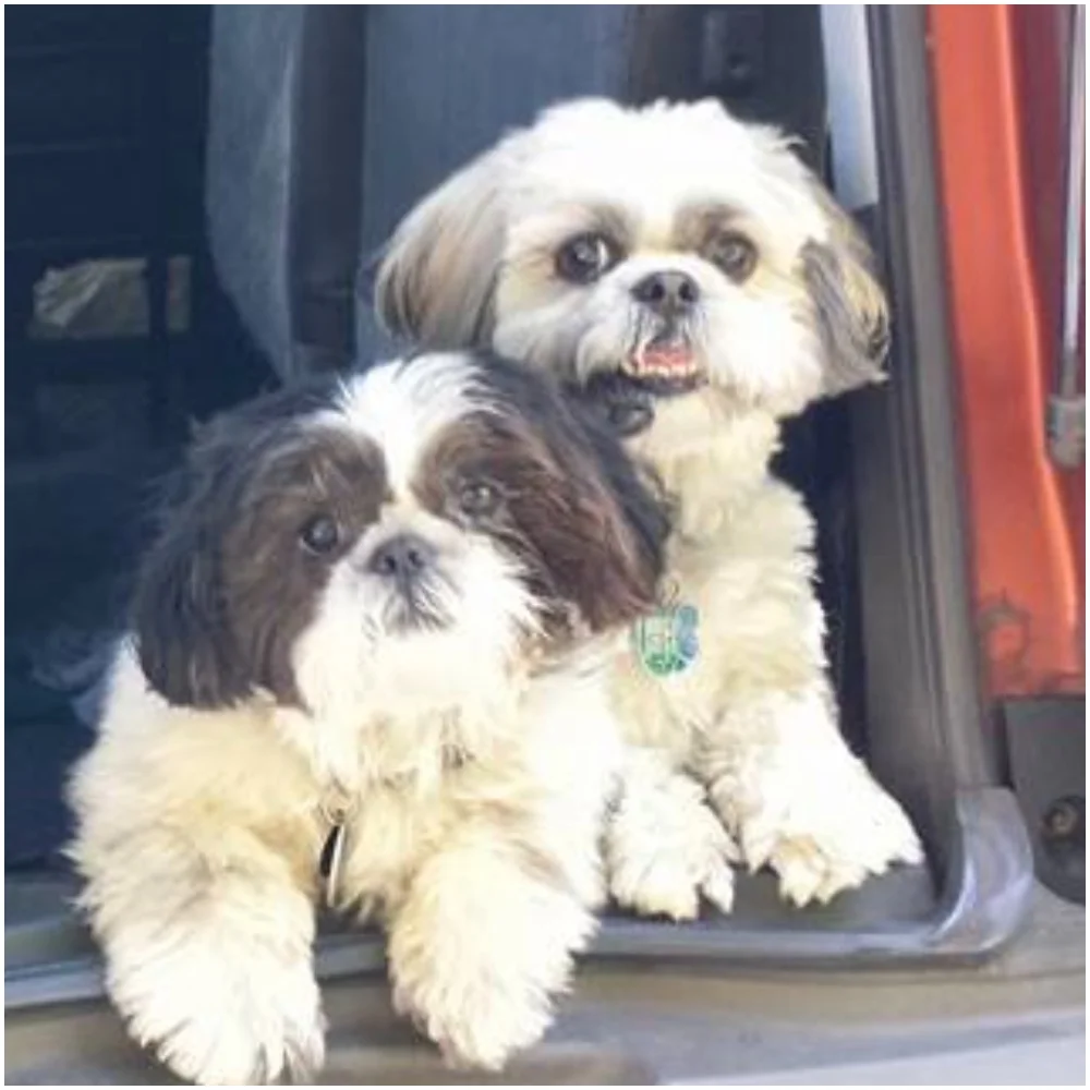Oscar & George