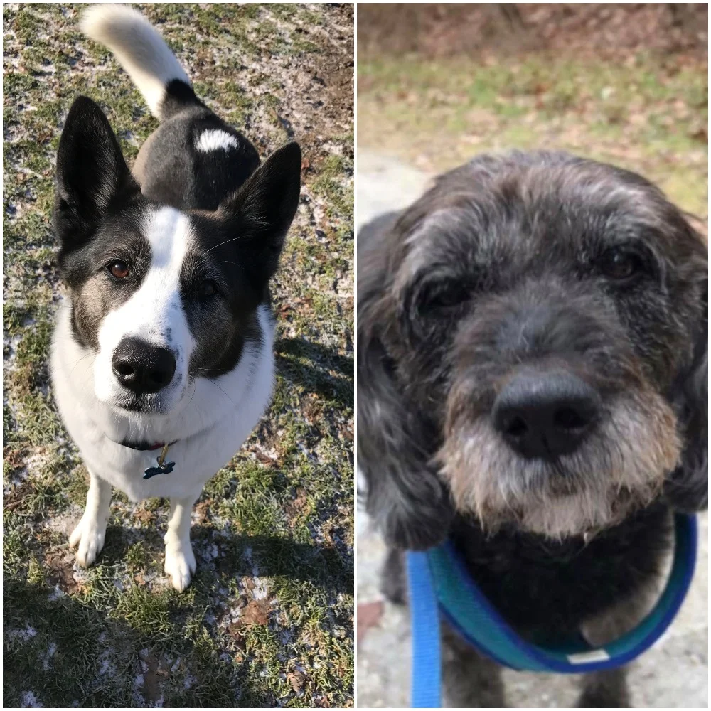 Peppy & Pippin