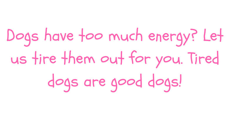 Energetic Dogs.png
