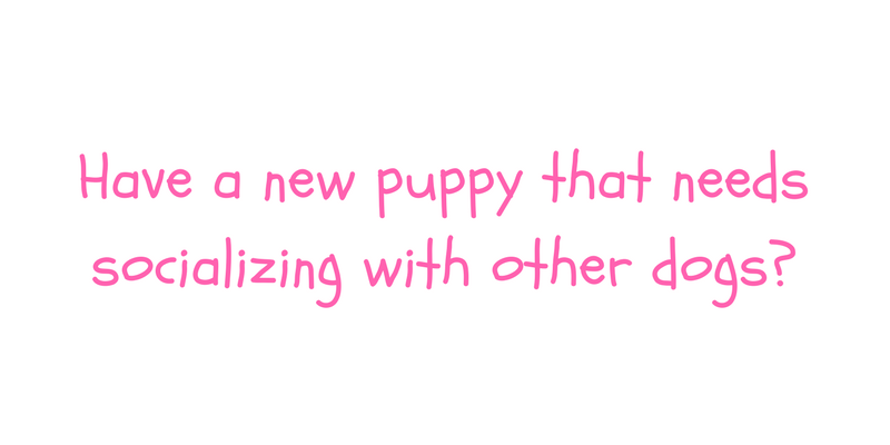 Puppy Socializing.png