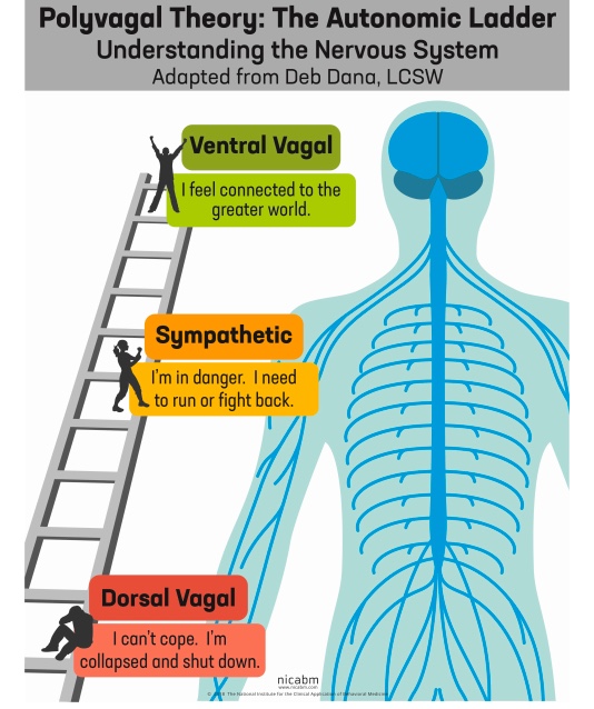 POlyvagal ladder.jpeg