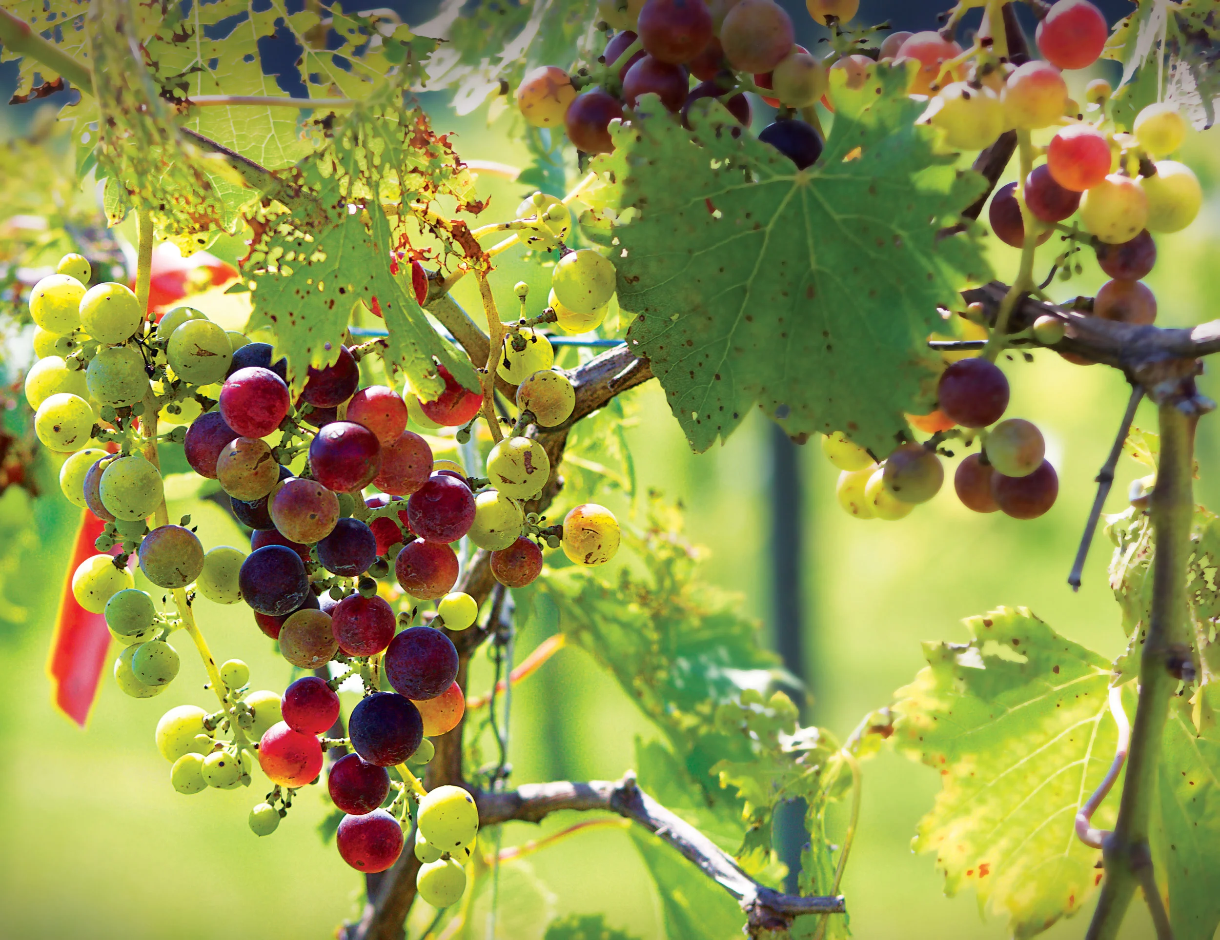 Most of the grapes used to make their wine is grown right on their family farm.