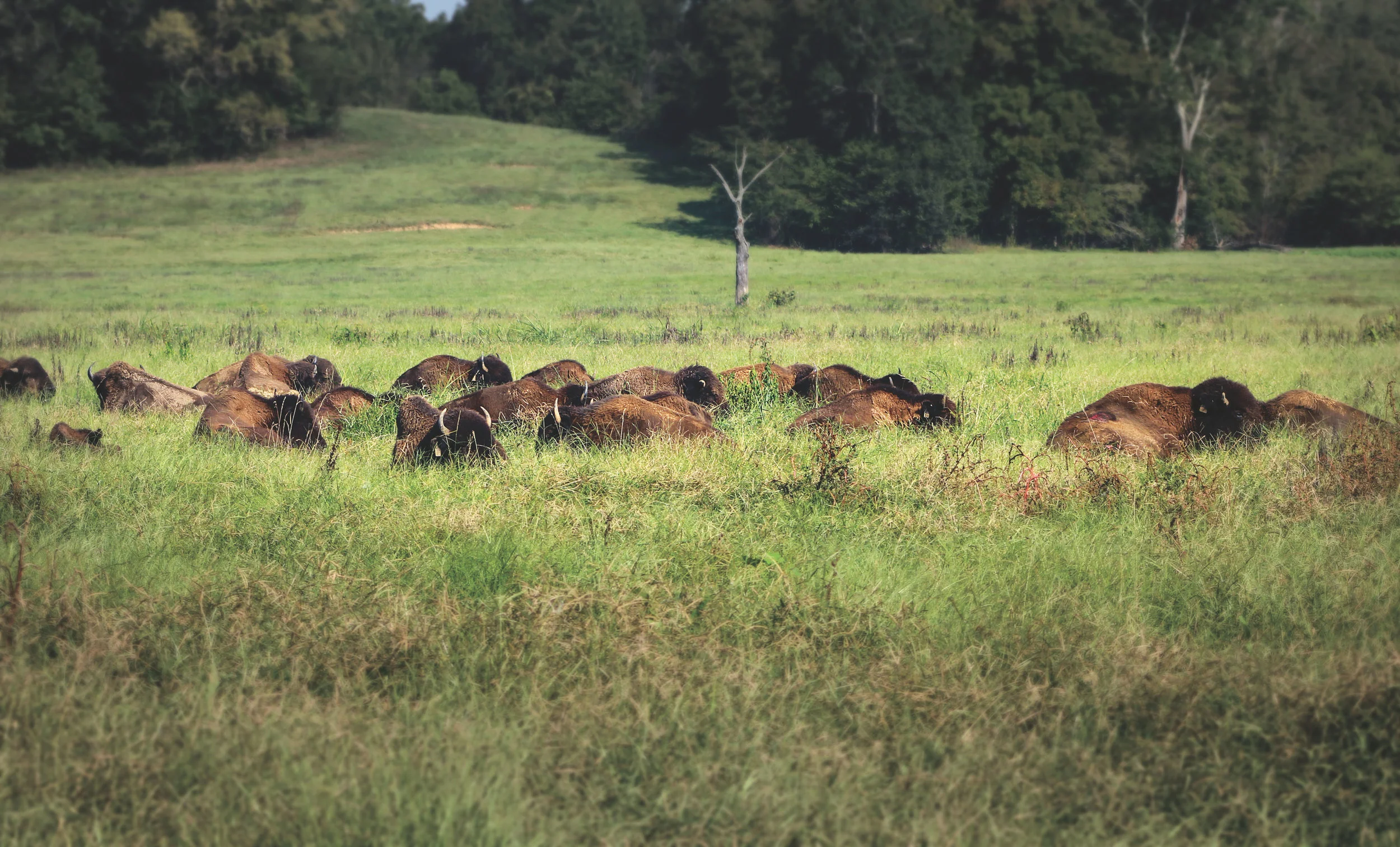 The best time to see bison and other wildlife is either at dawn or dusk.
