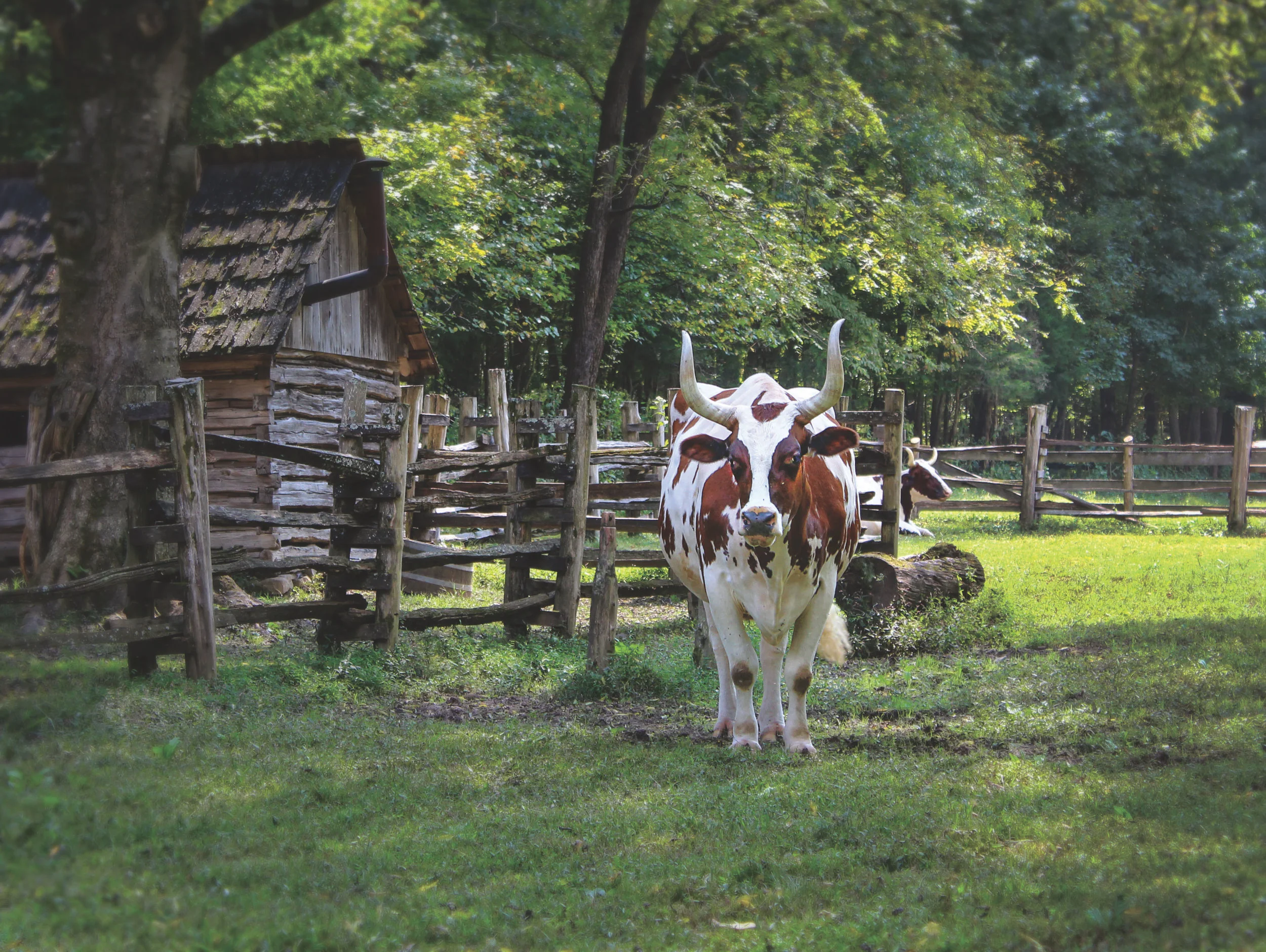 All of the livestock at the Homeplace are speceis indeginous to the time and place of Tennessee in the mid-nineteenth century.