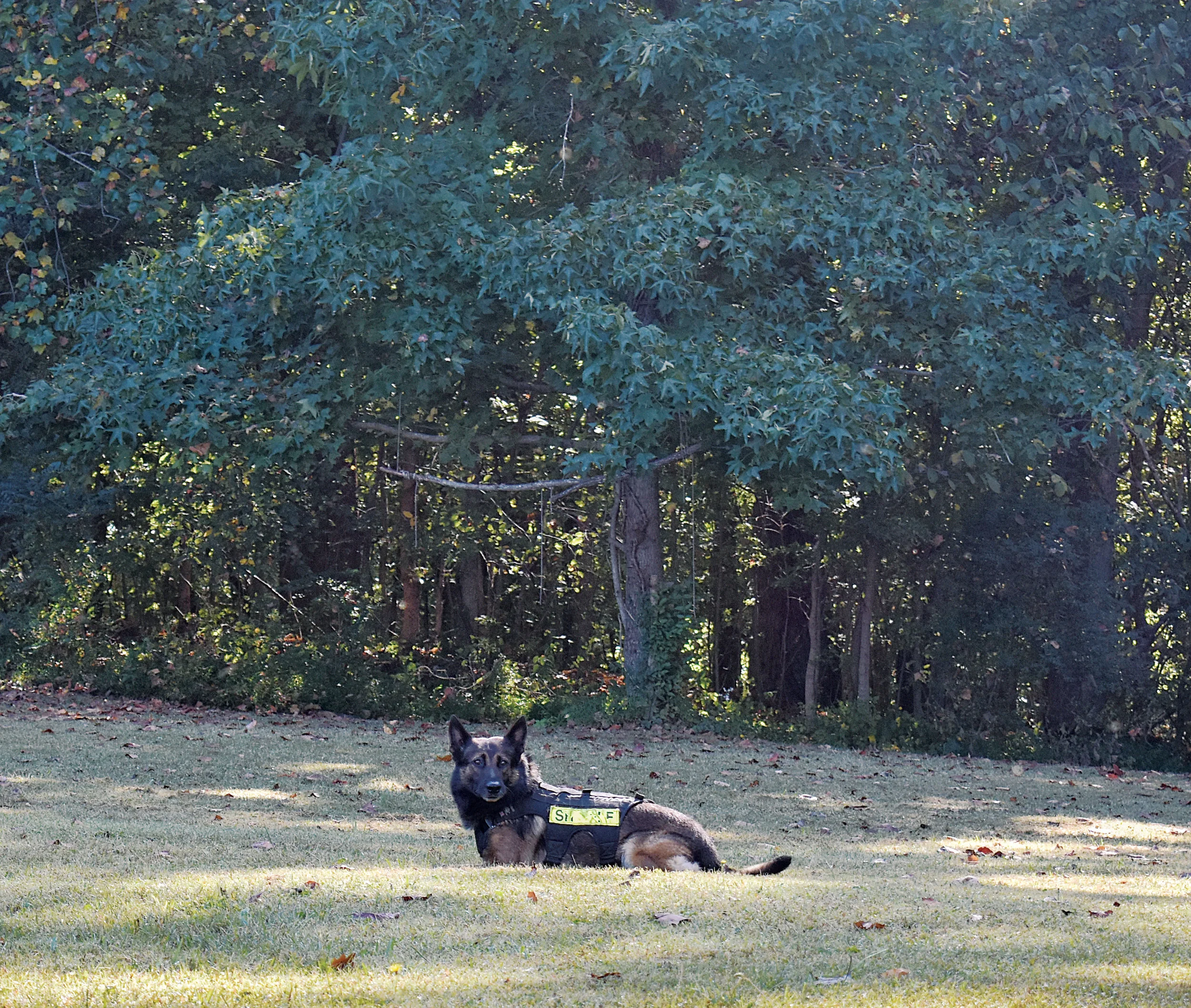 k9 in grass.jpg