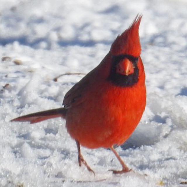 Picture by Dianne Warren