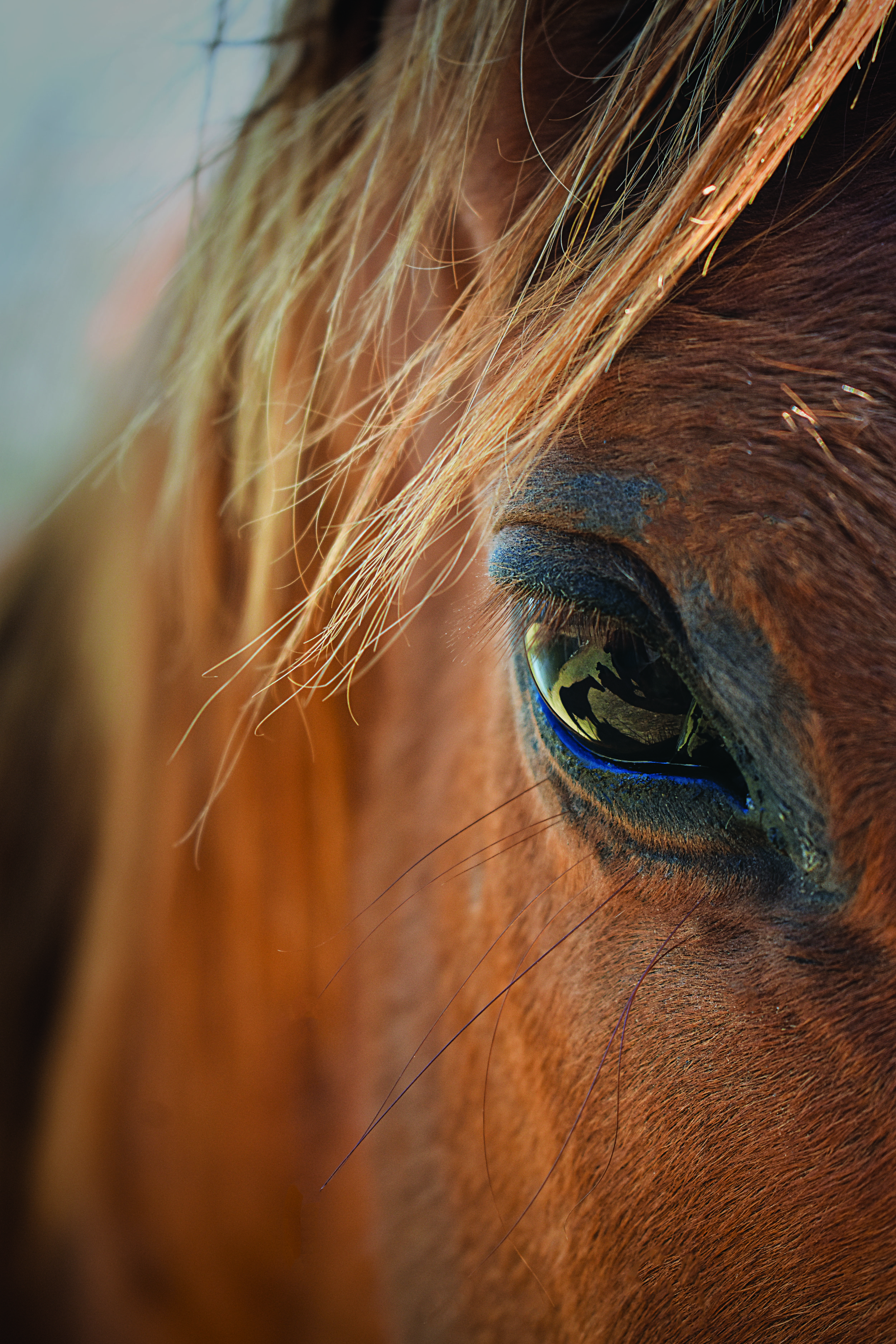 horse eye.jpg
