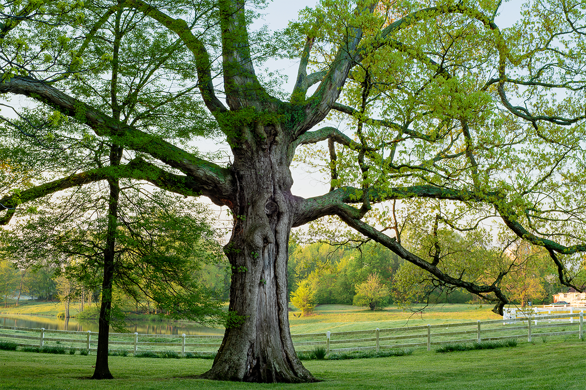 Tree.png