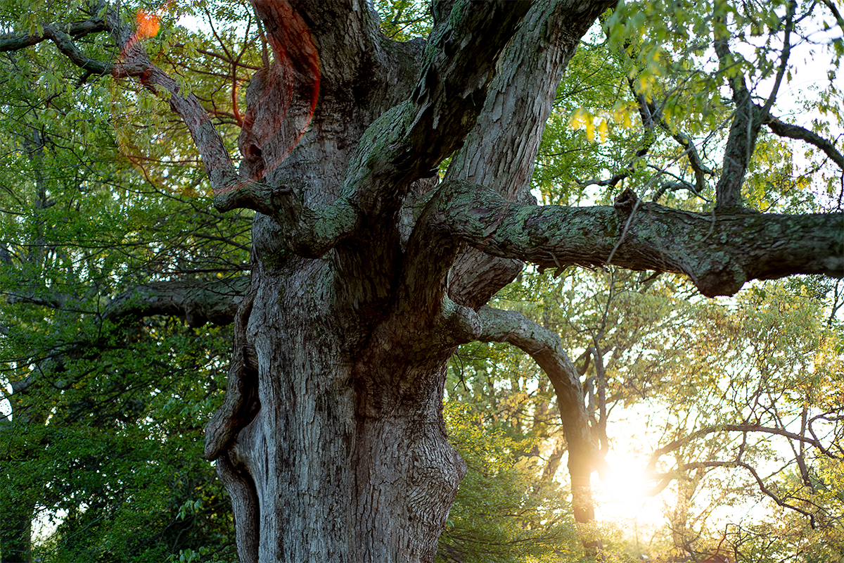 Tree 2.png