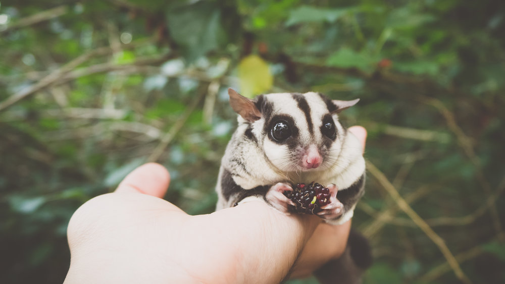Sugar Gliders: The Opossum You Can Keep at Home! — Cypress Magazine Sugar Gliders: The Opossum You Can Keep at Home! — Cypress Magazine