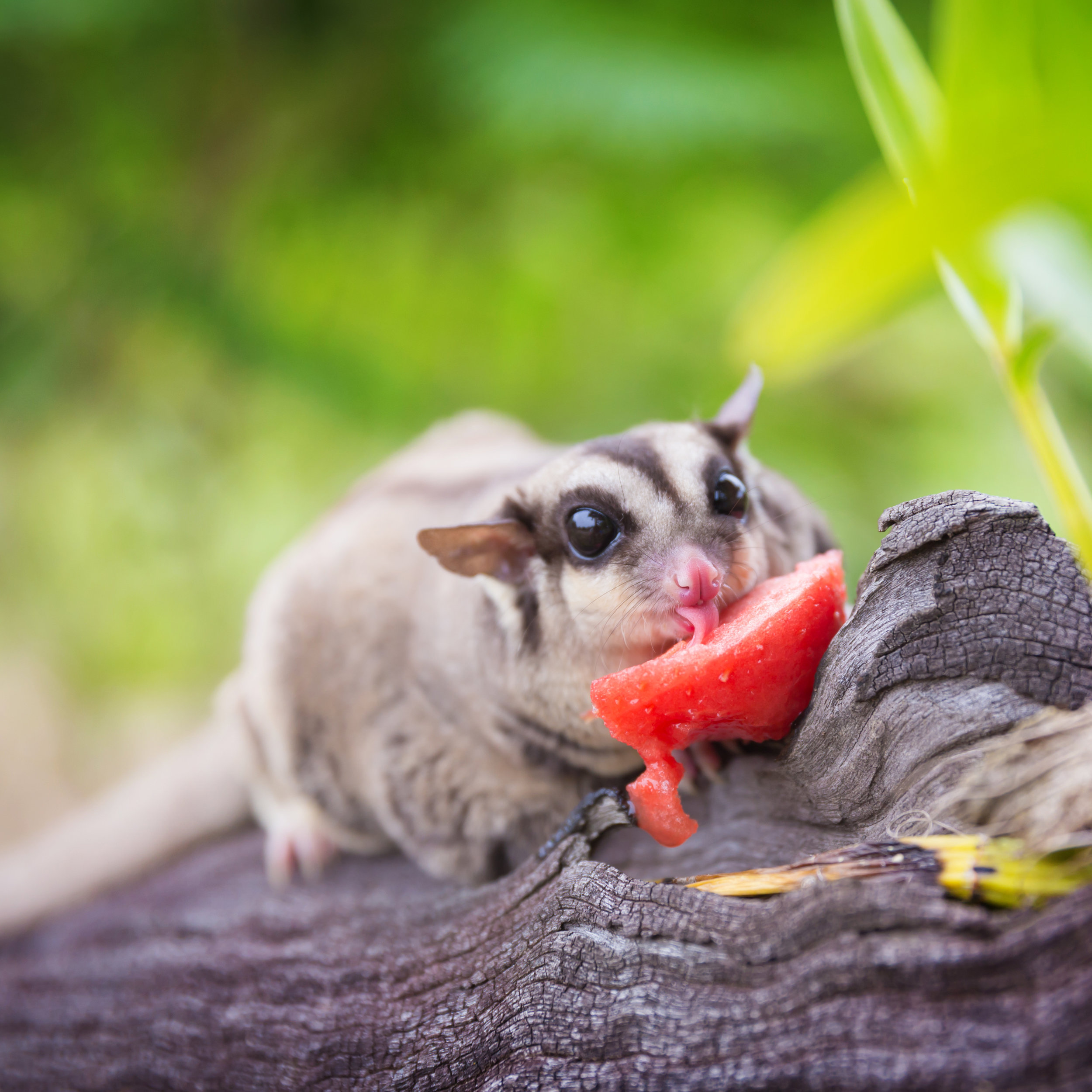 Sugar Gliders: The Opossum You Can Keep at Home! — Cypress Magazine