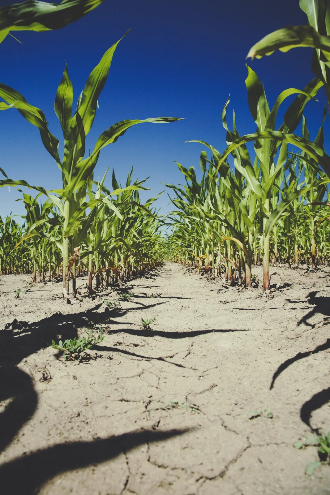 corn-farm-field-101977.jpg