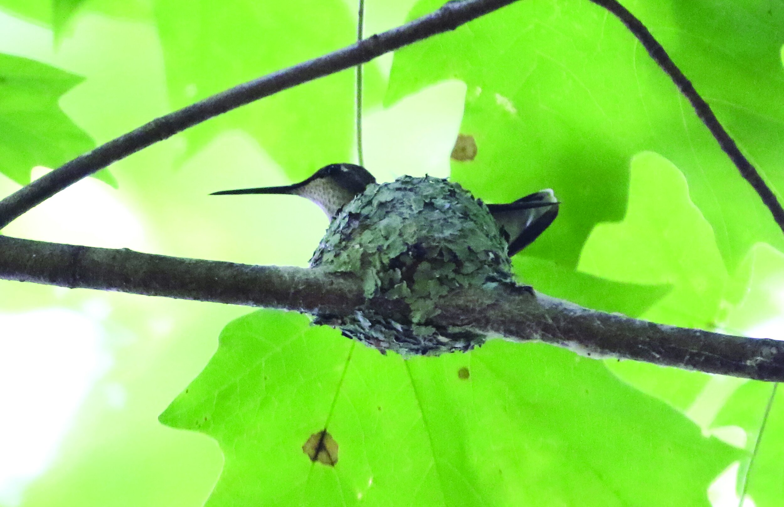 hummingbirdcmyk1.jpg