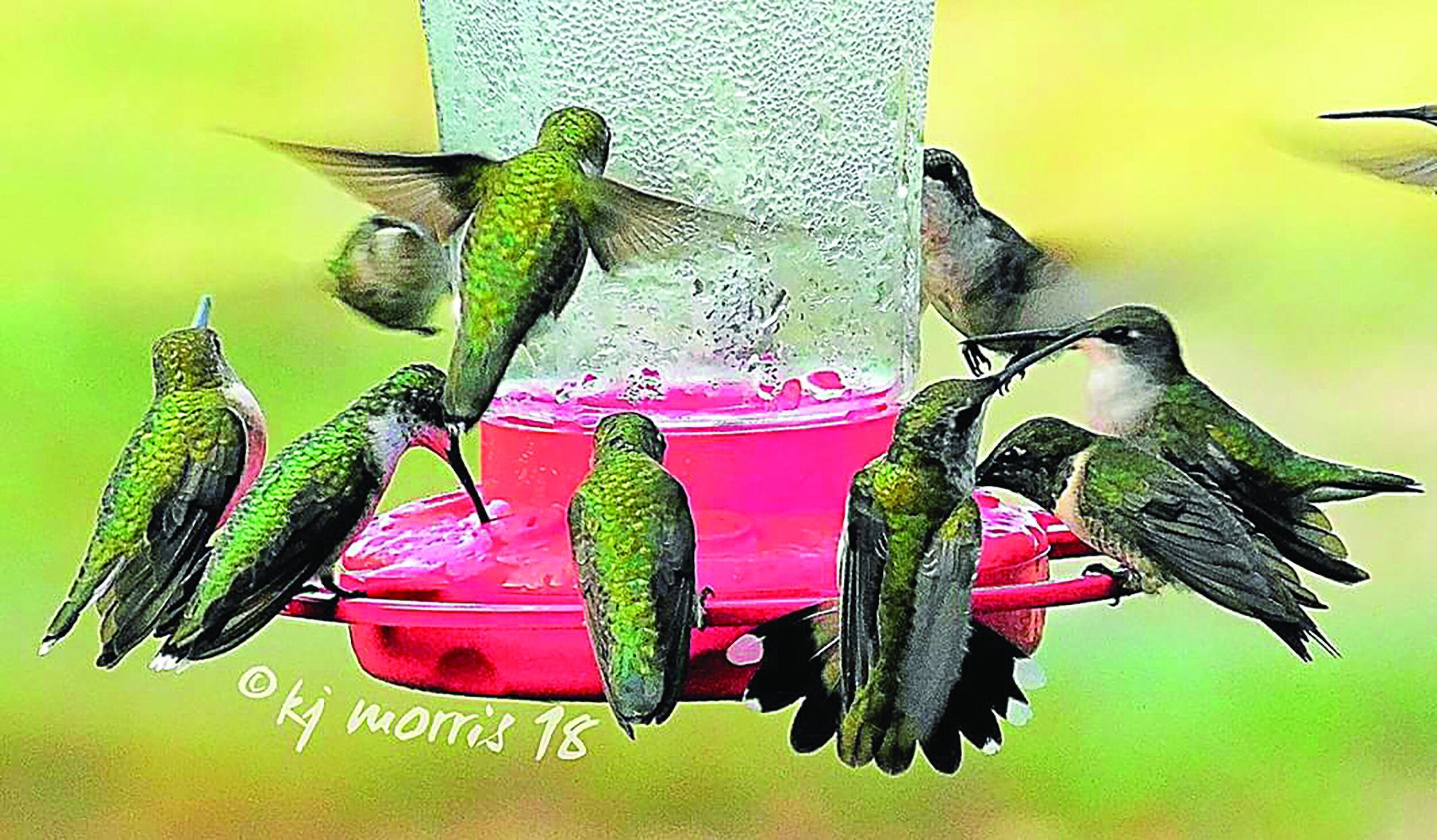 hummingbirdcmyk4.jpg