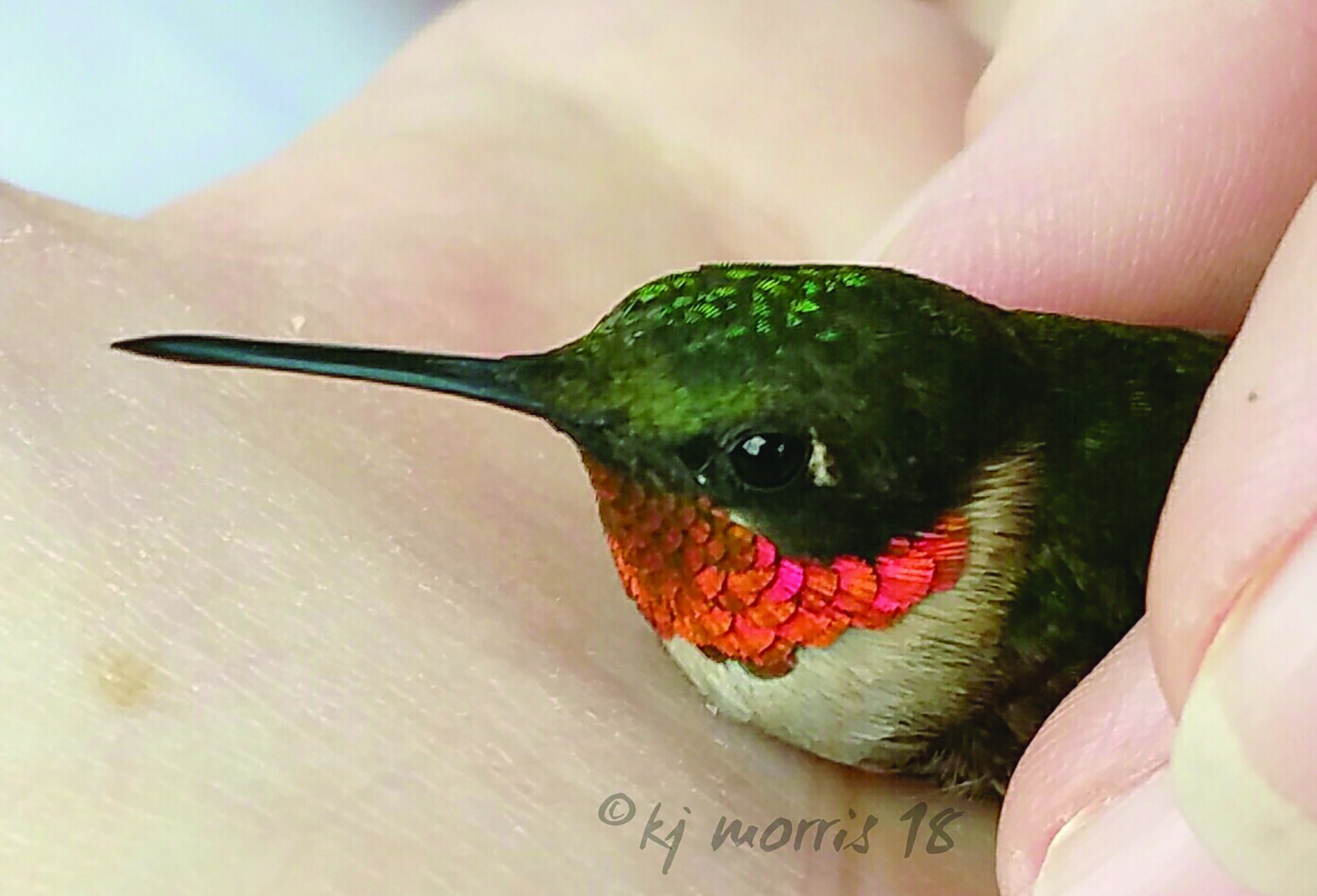 hummingbirdcmyk20.jpg