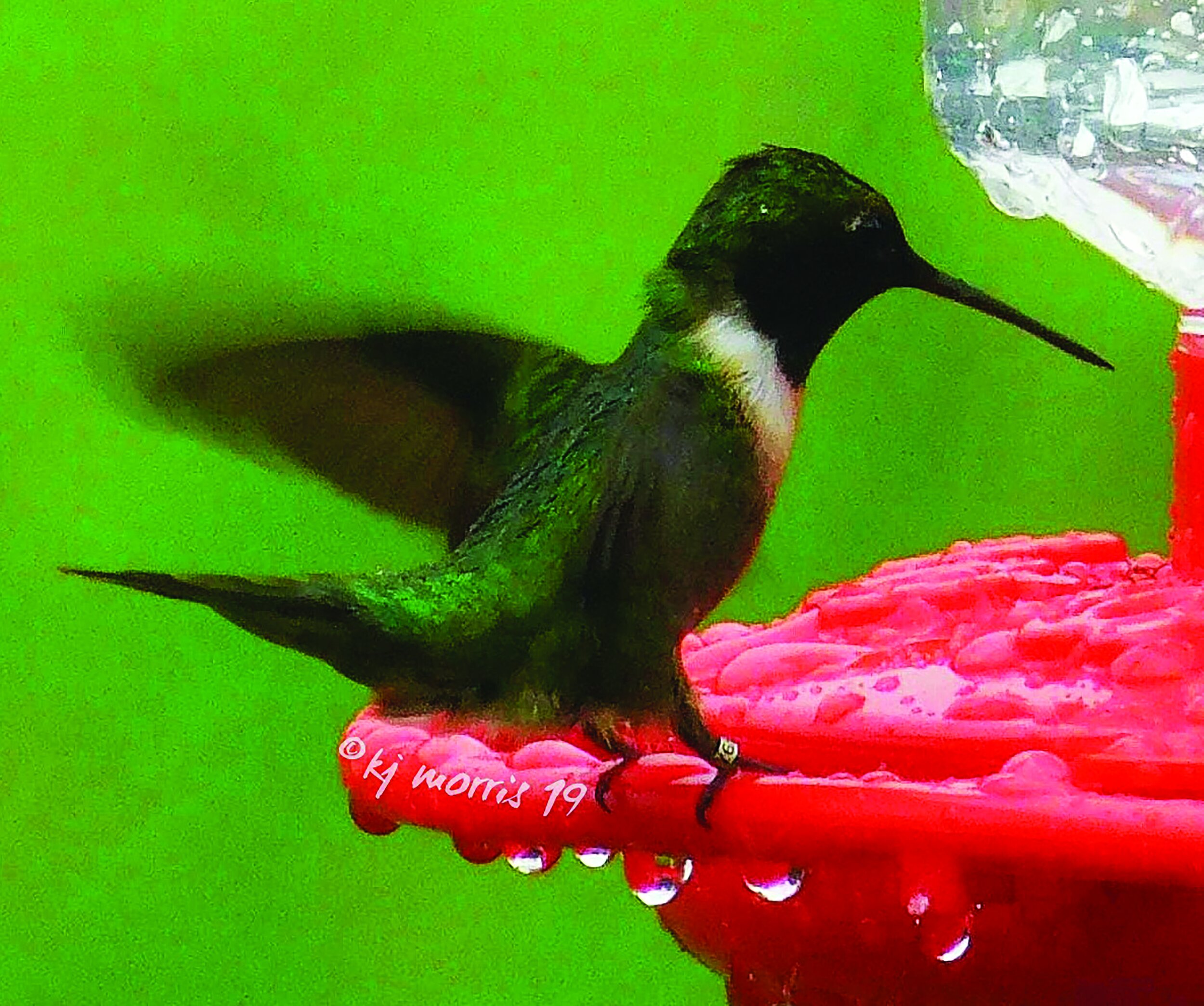 hummingbirdcmyk21.jpg