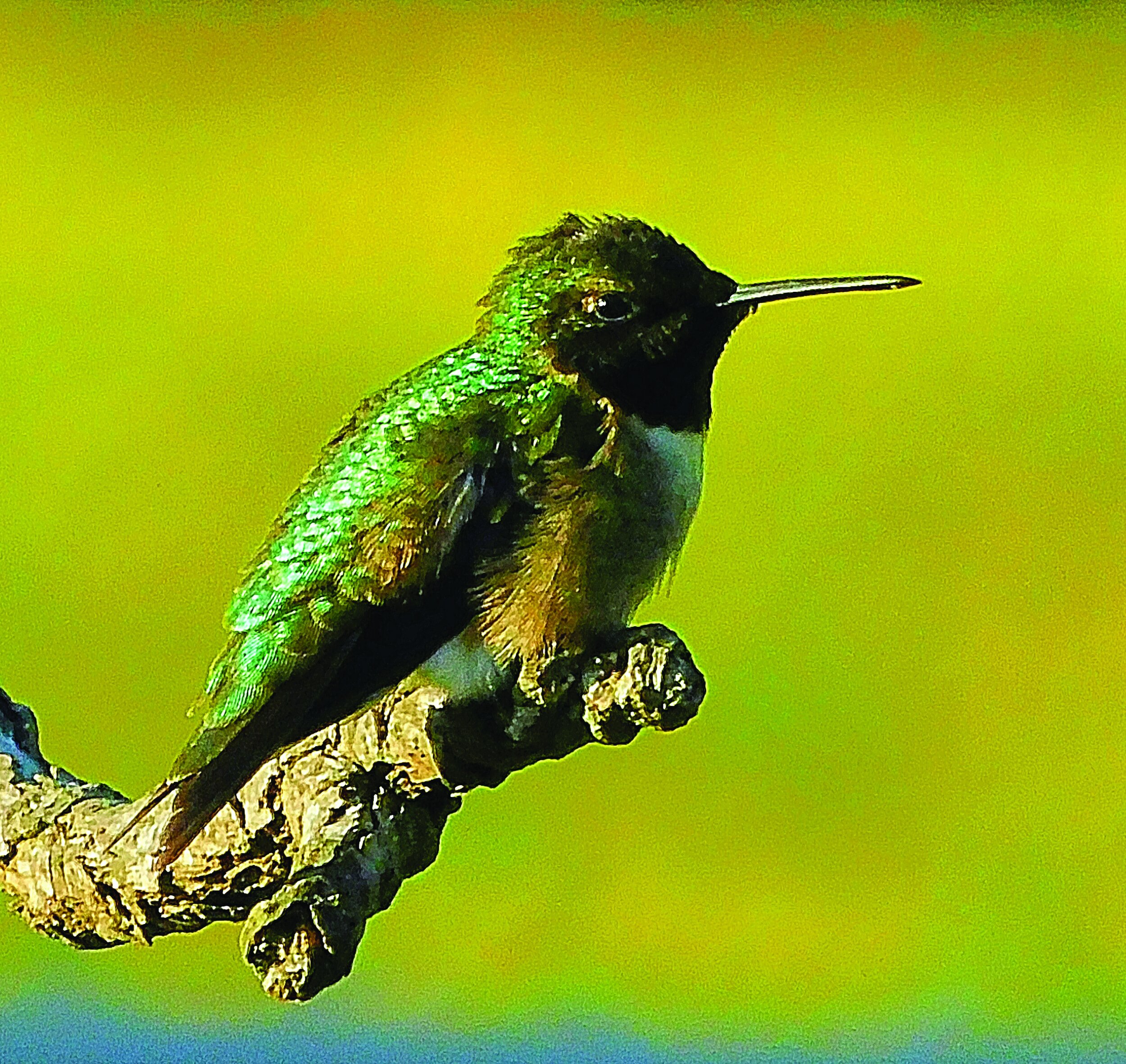 hummingbirdcmyk23.jpg