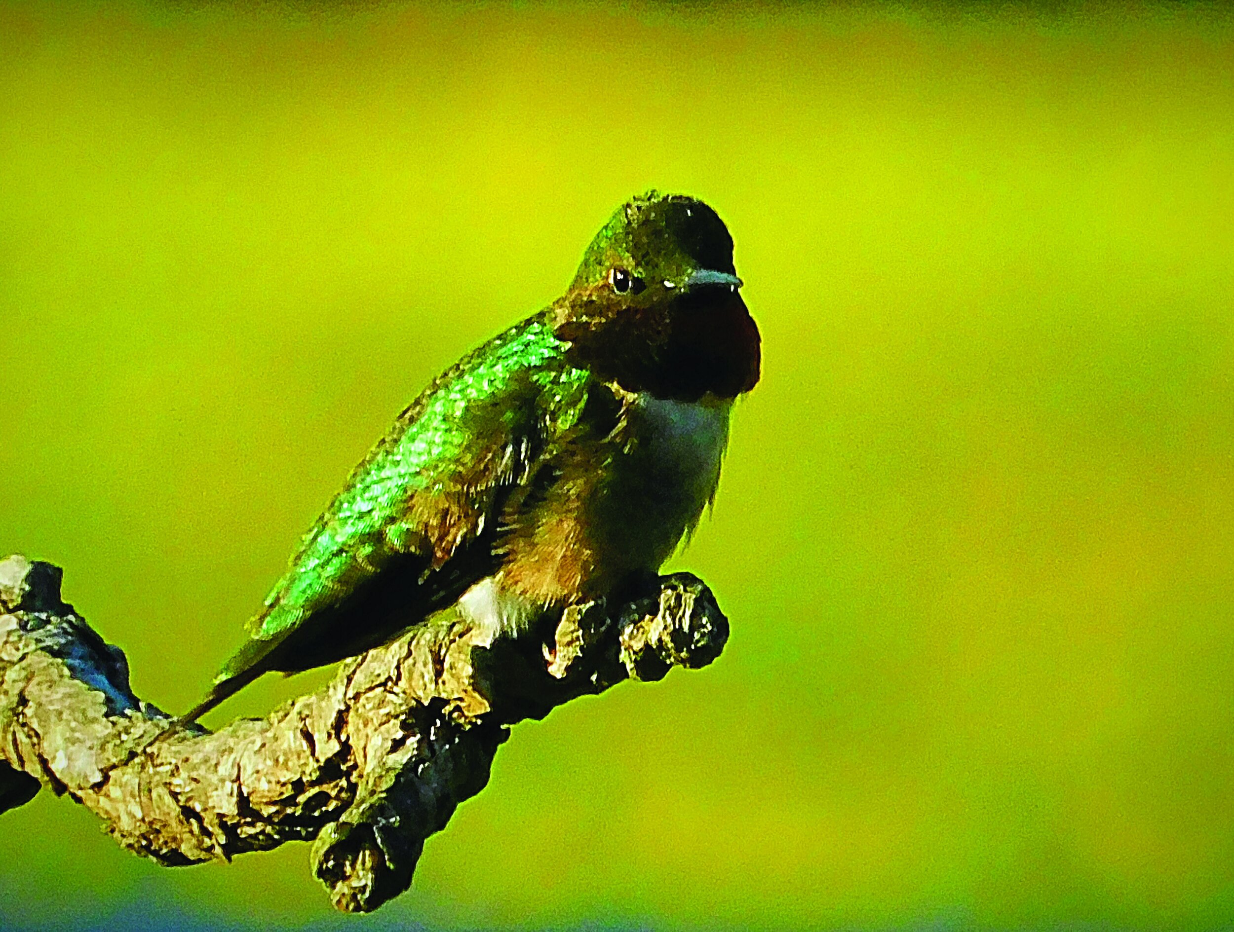 hummingbirdcmyk24.jpg