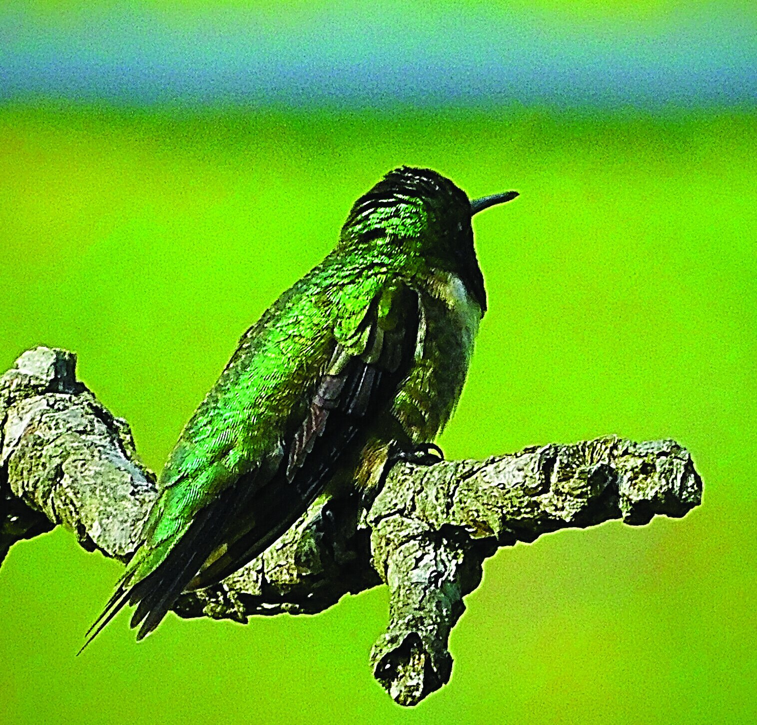 hummingbirdcmyk28.jpg