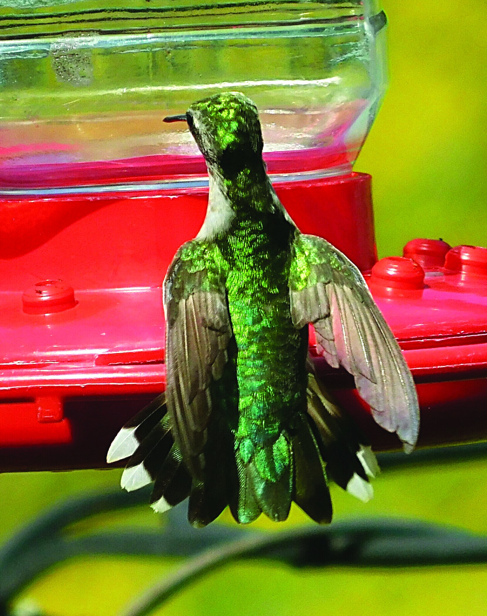 hummingbirdcmyk29.jpg