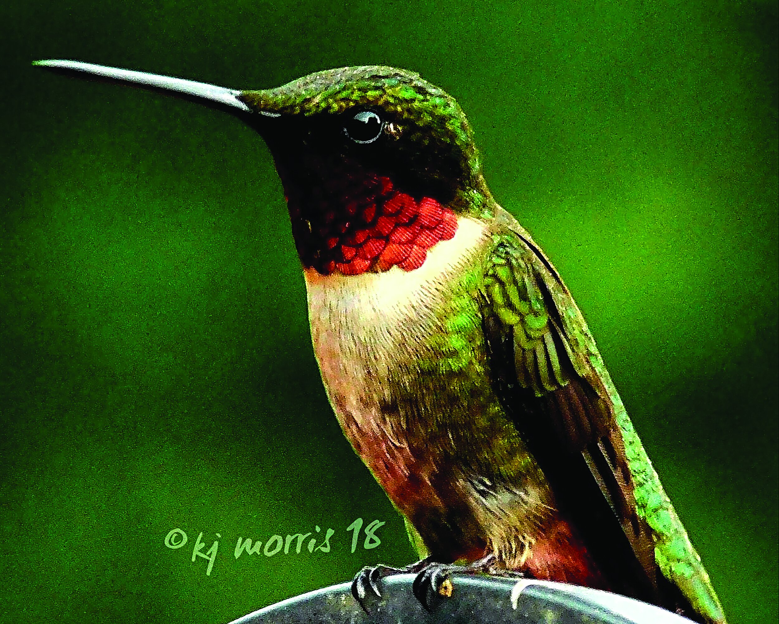 hummingbirdcmyk32.jpg