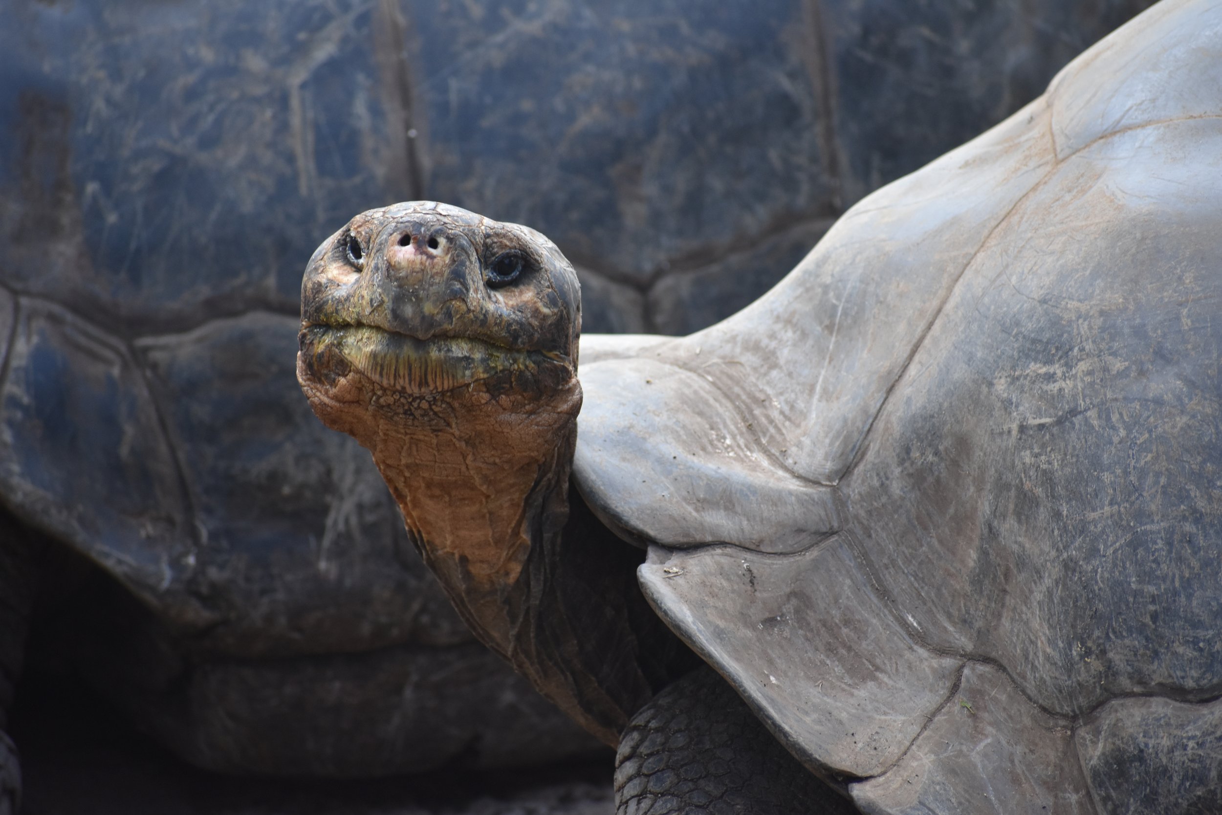 UT Martin Biology students learn firsthand in the Galapagos Islands