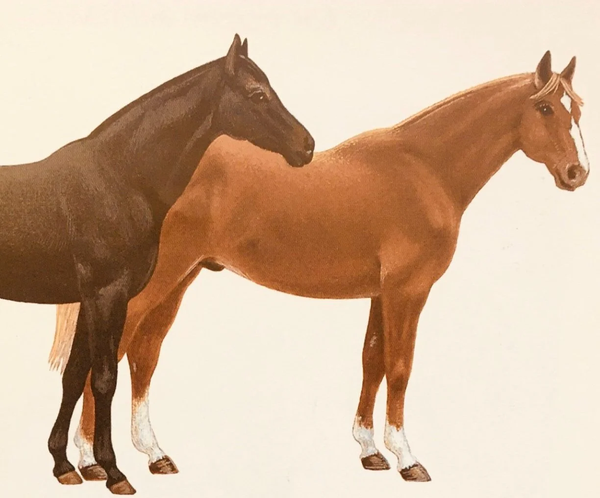 February 2024 Long Form Pony Show