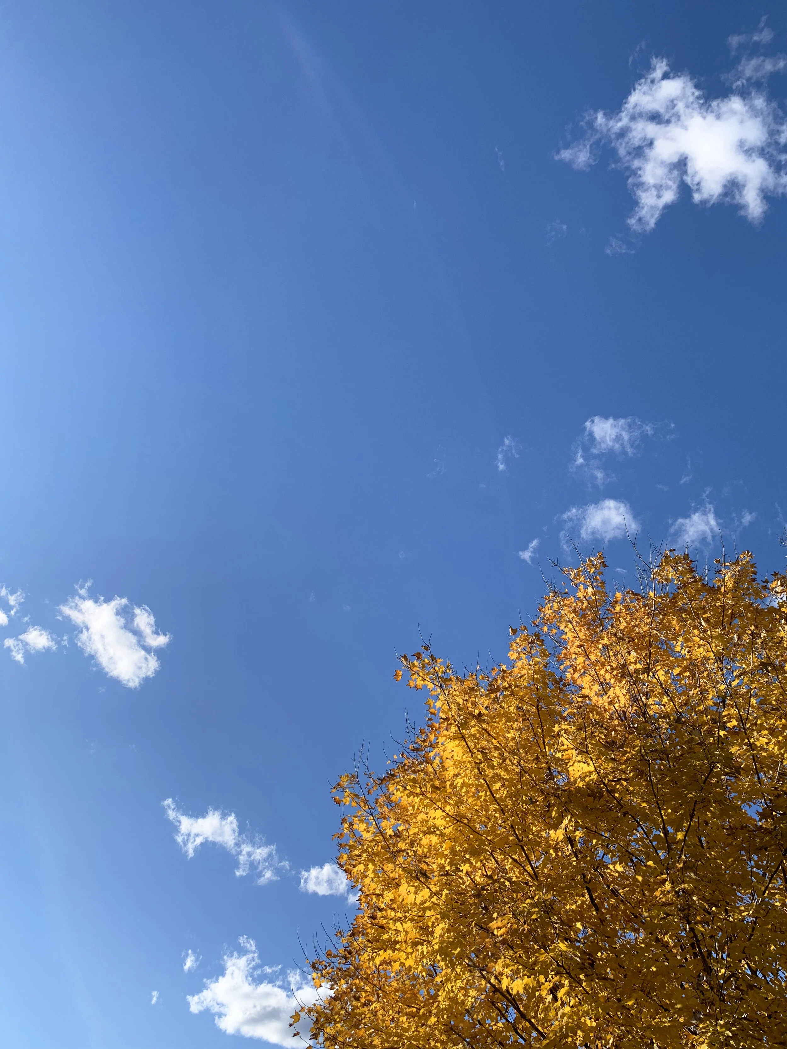 2019 10 19 Leaves 01.jpg