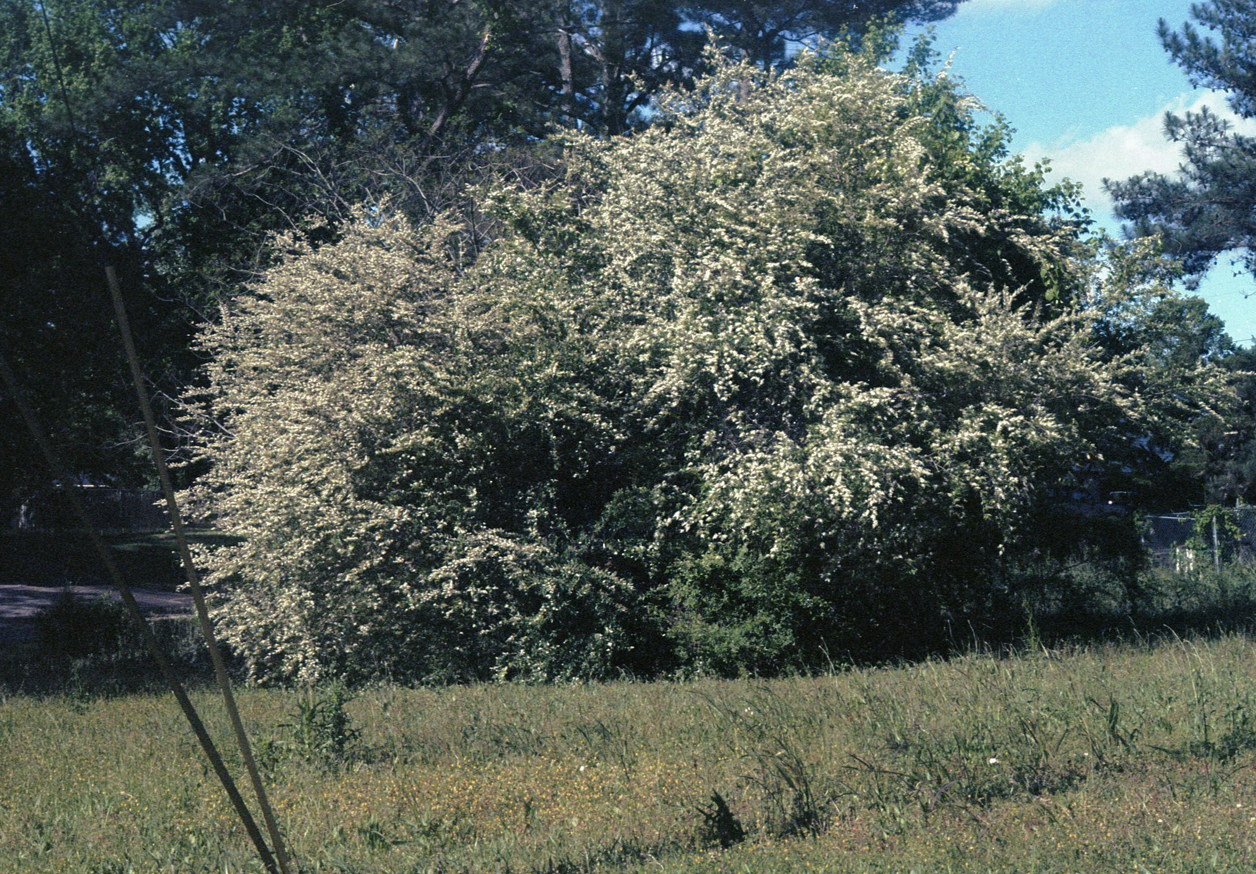 ca4s001.jpg