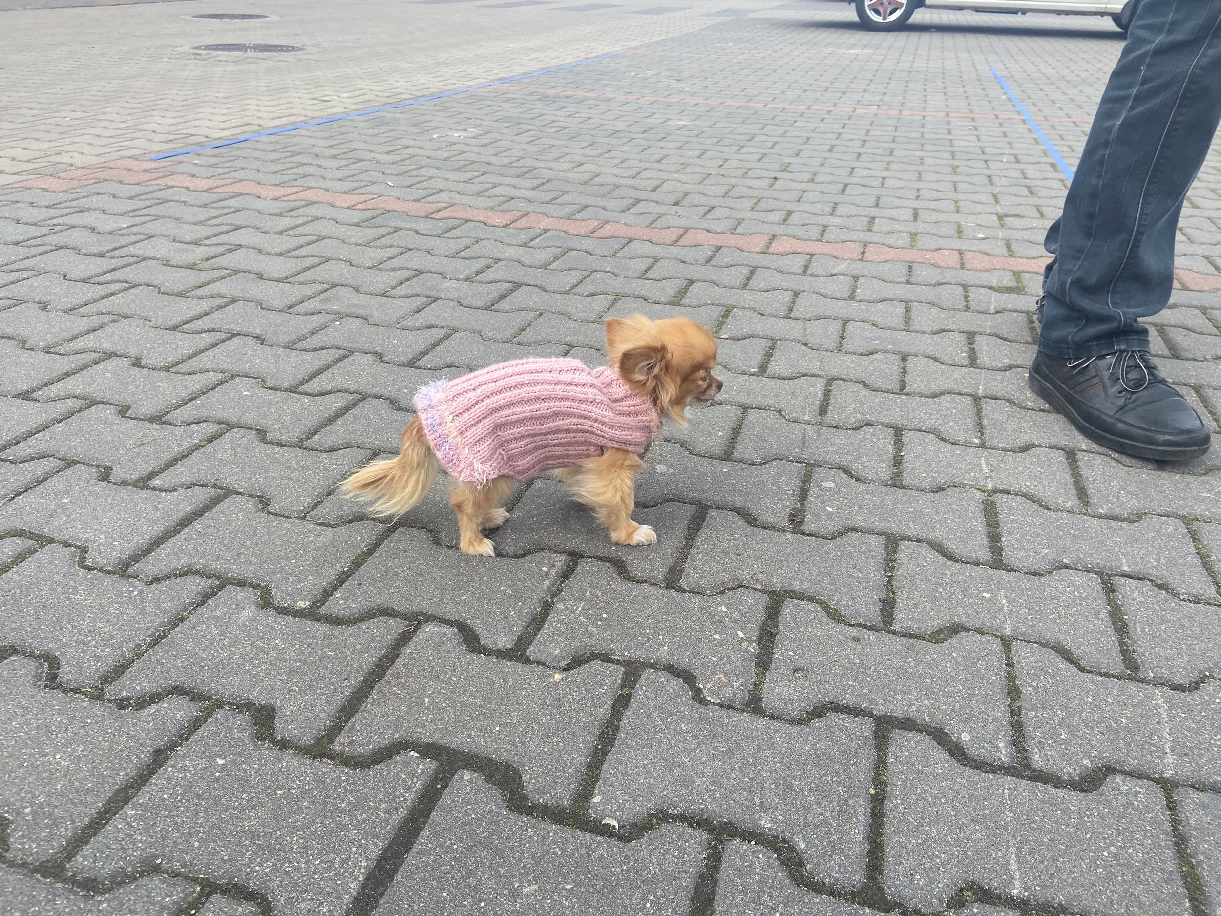 Tiny dog wearing a sweater