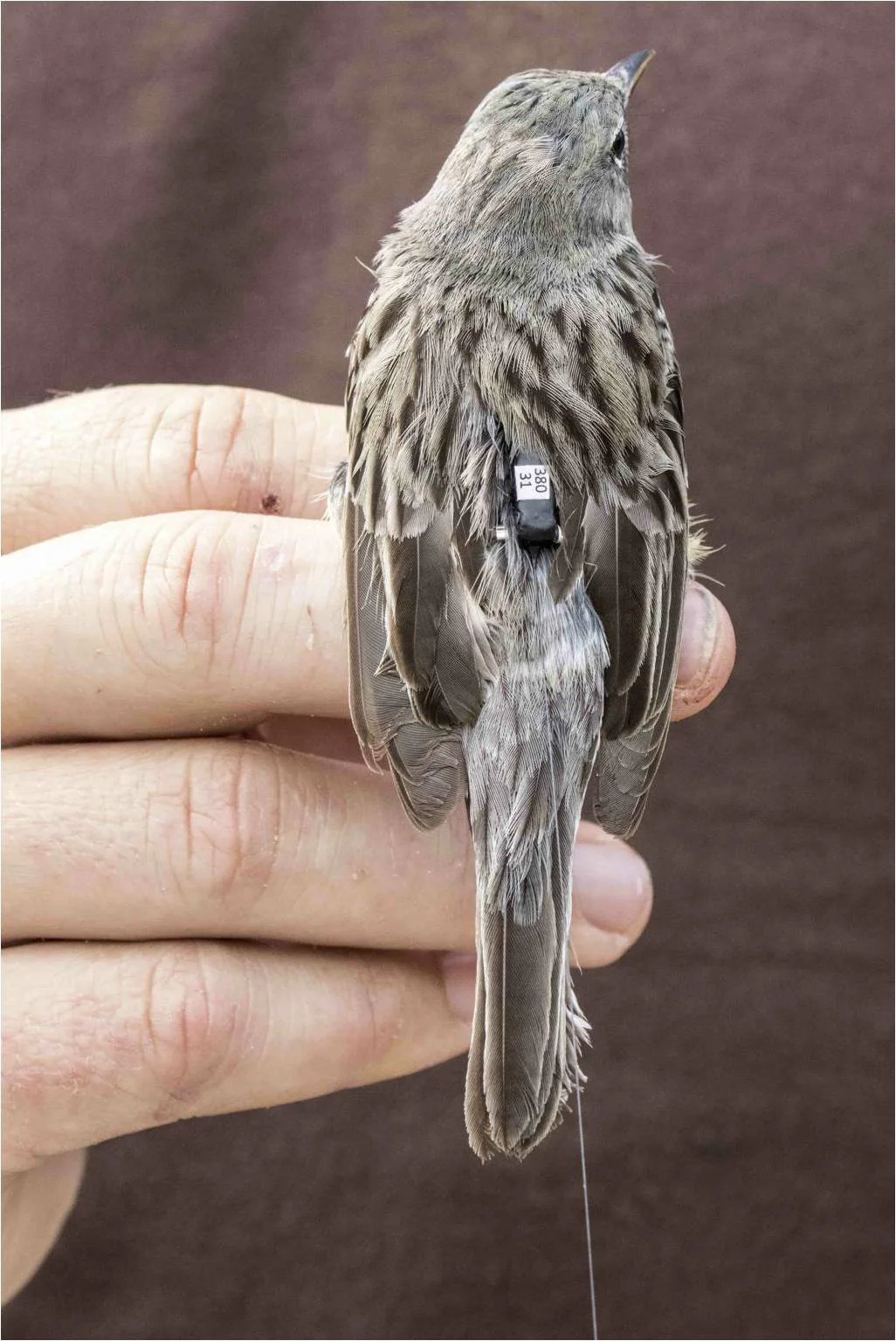 Kirtland's Warbler: Scott Weidensaul