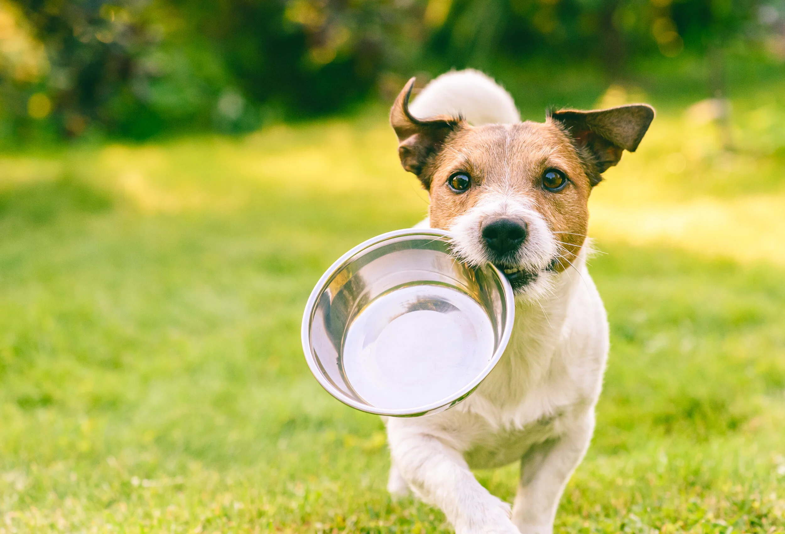 How to Keep Your Pet Hydrated During the Summer