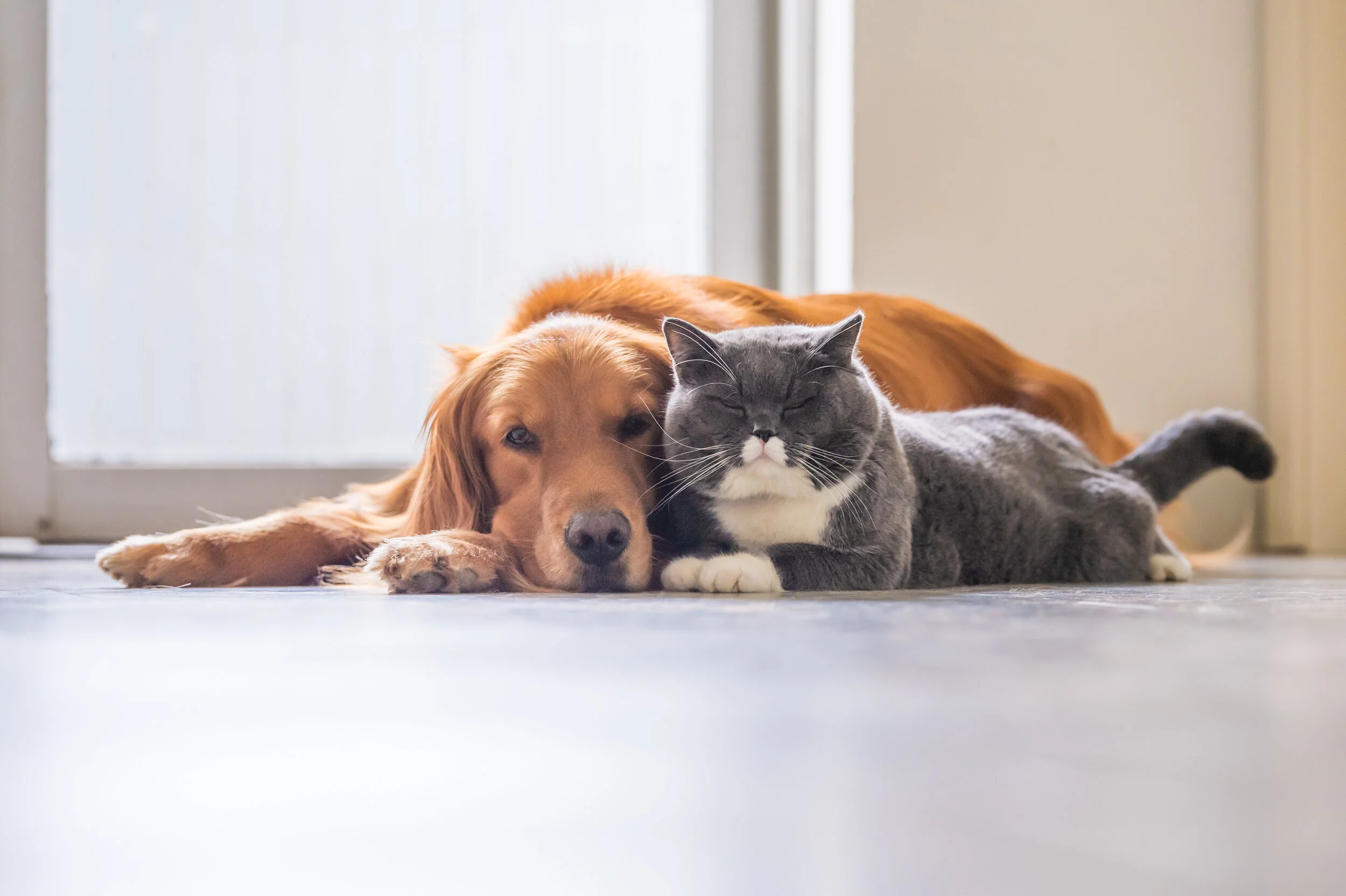 5 Easy Tips On How To Take Better Care Of Your Pet