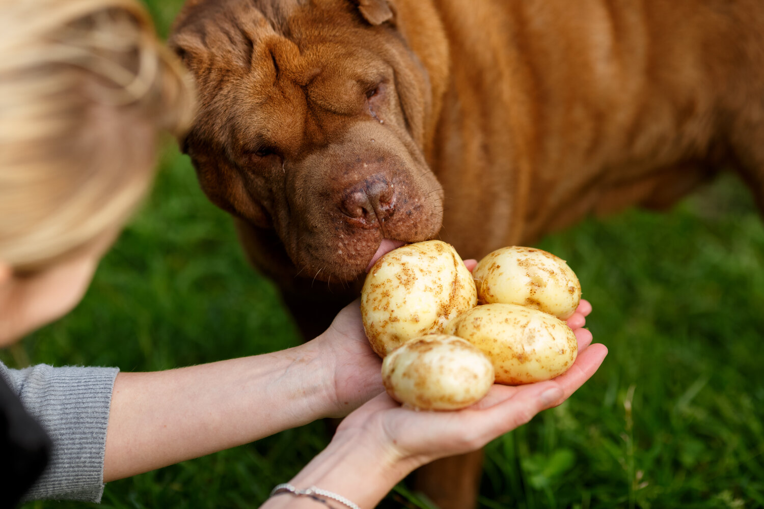 are chips harmful to dogs