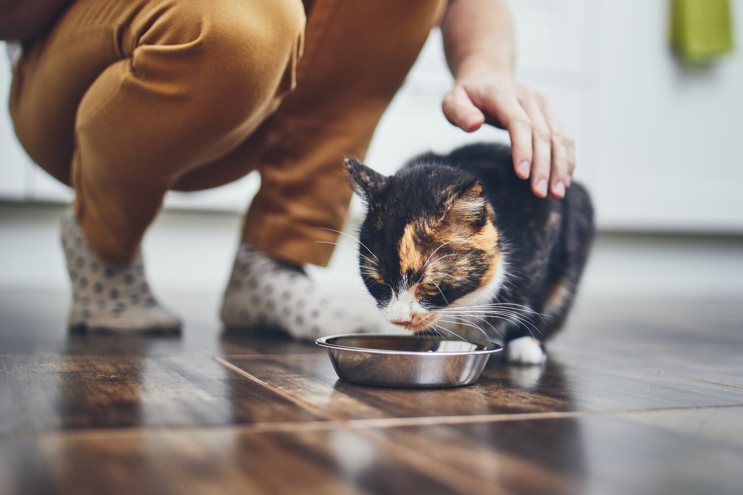 Why You Should Feed Your Cat High Calorie Food — Veterinarian in Junction City | Animal Care Clinic