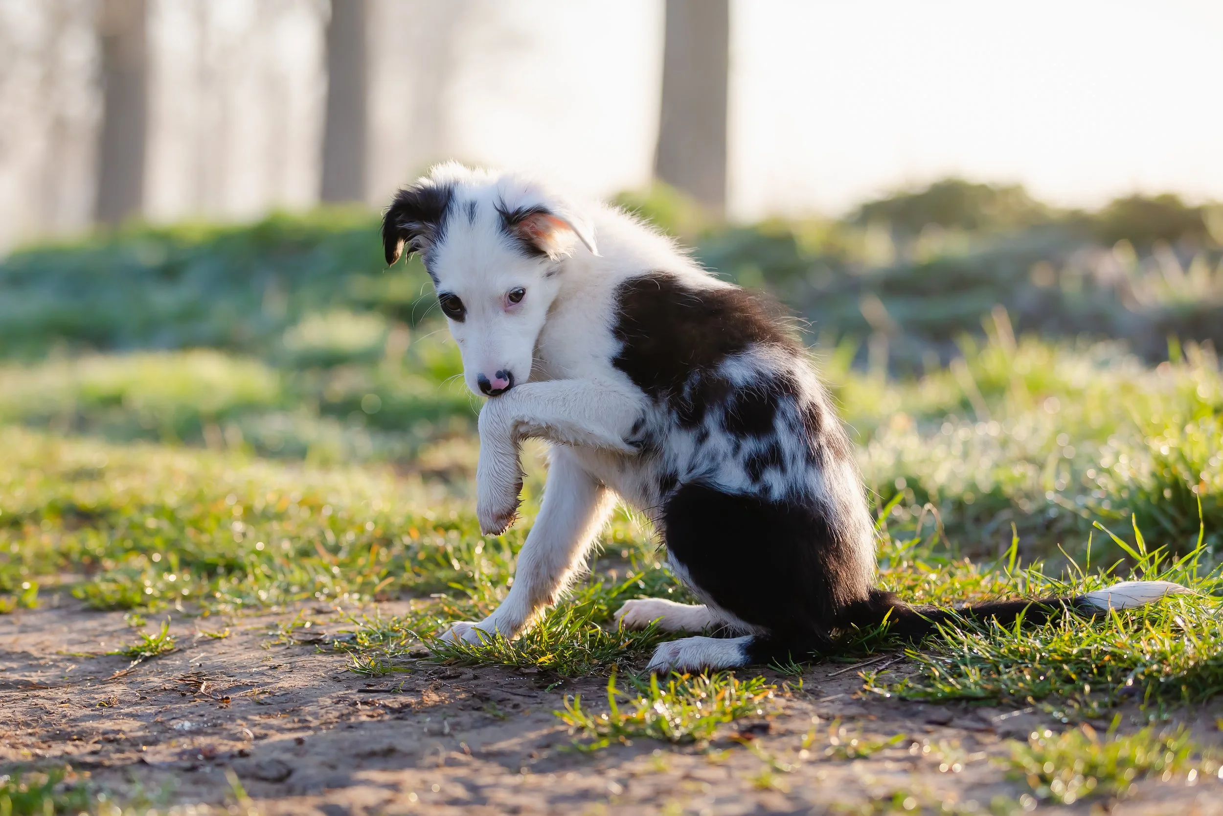 How to Manage Your Dog's Skin Allergies  