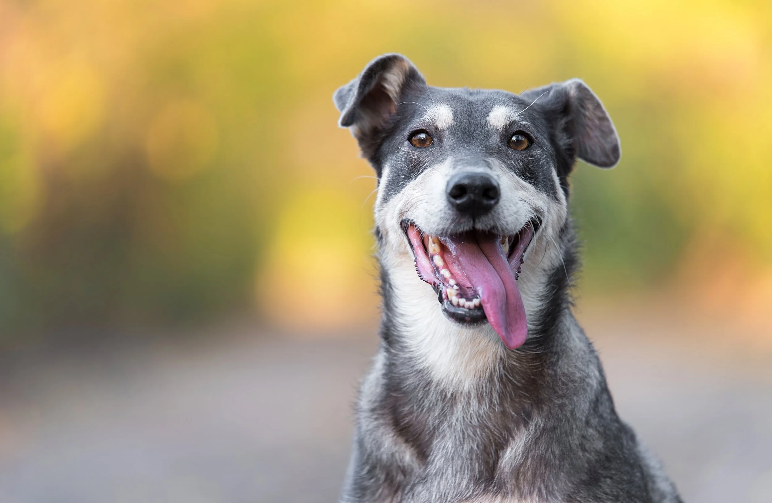 5 Ways to Take Care of Your Dog’s Teeth