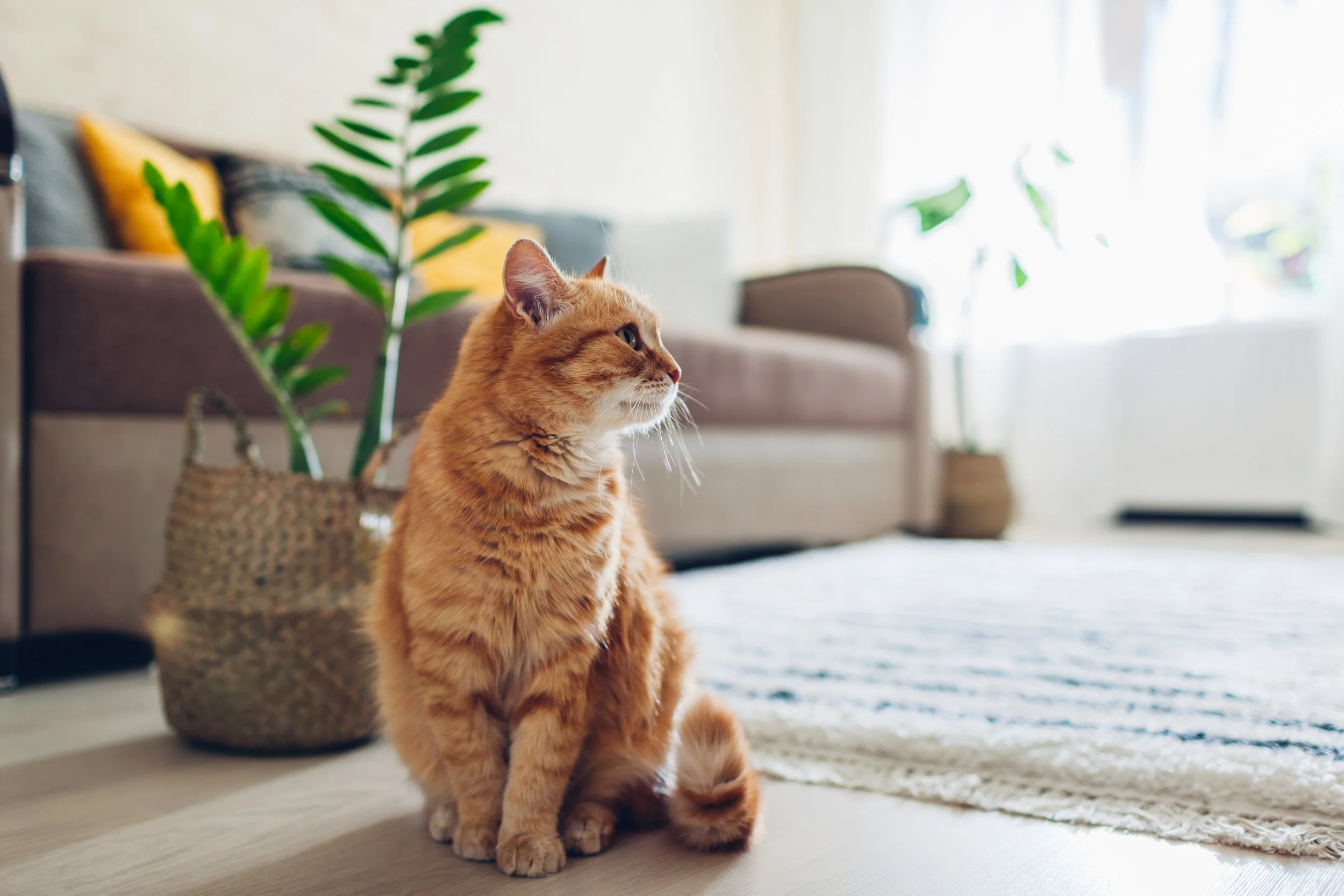 5 Reasons to Test Your Cat for Diabetes
