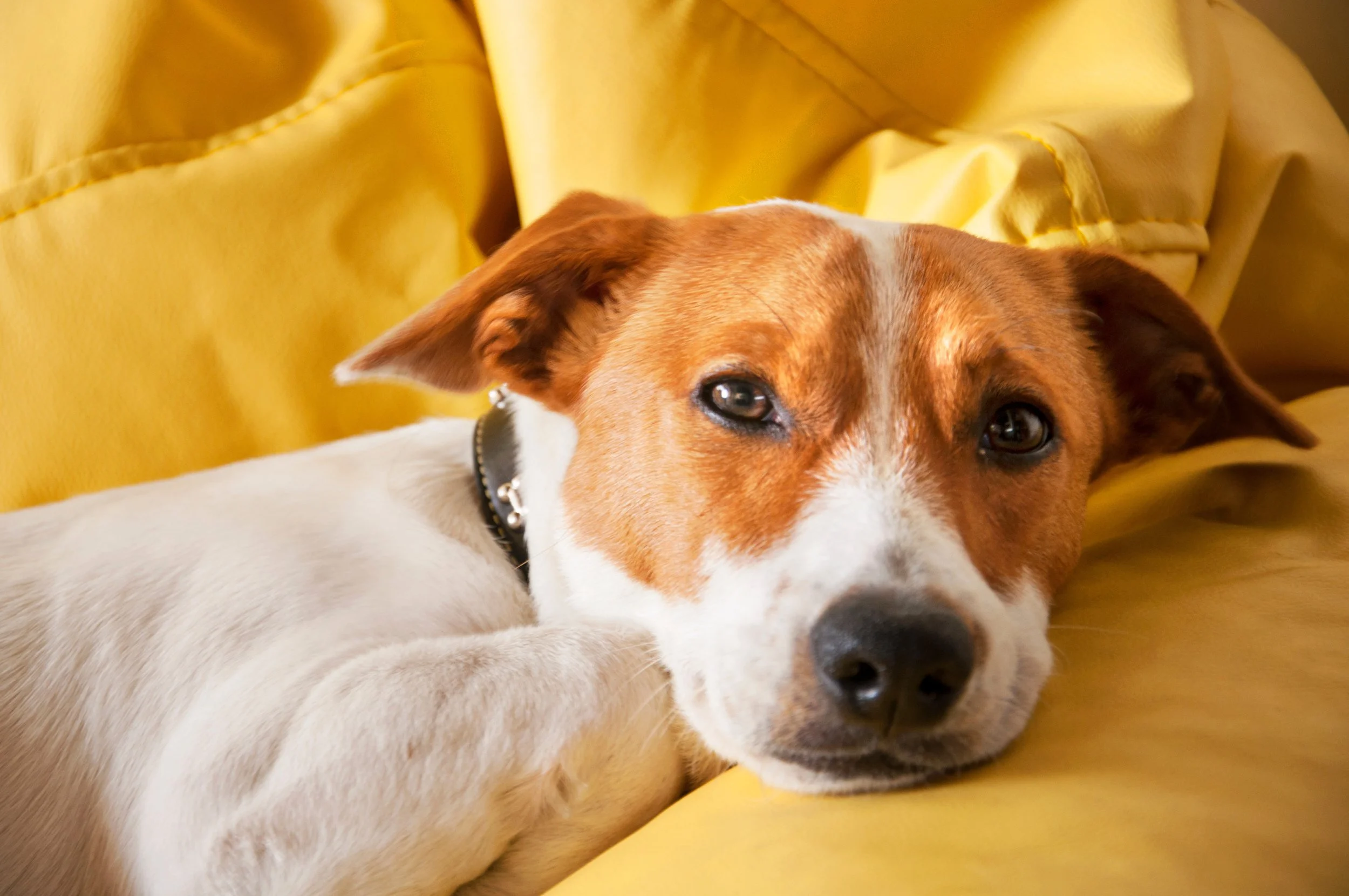 Common Allergic Reaction of Dog's to Vaccines