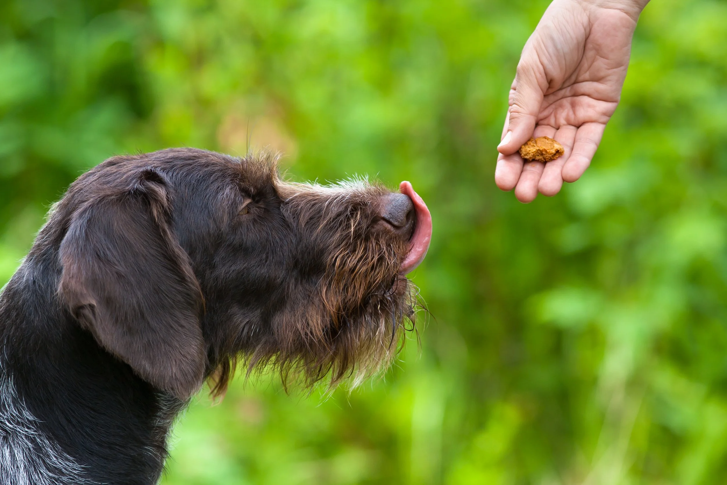 6 Ideas for Healthy Dog Training Treats