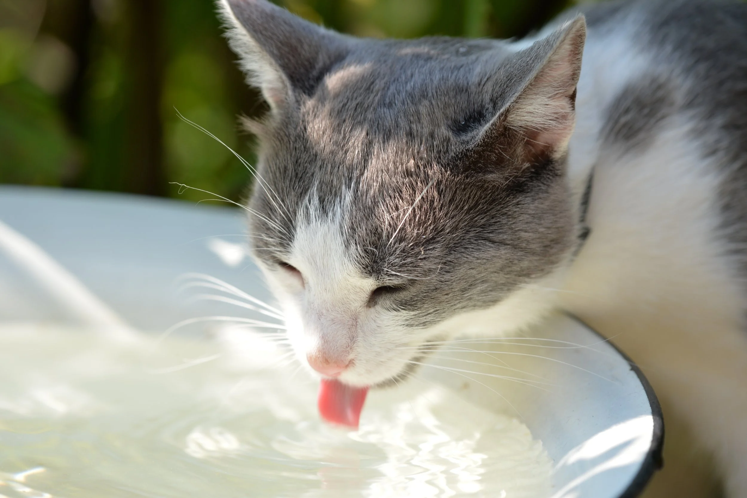 How to Tell If Your Cat is Dehydrated