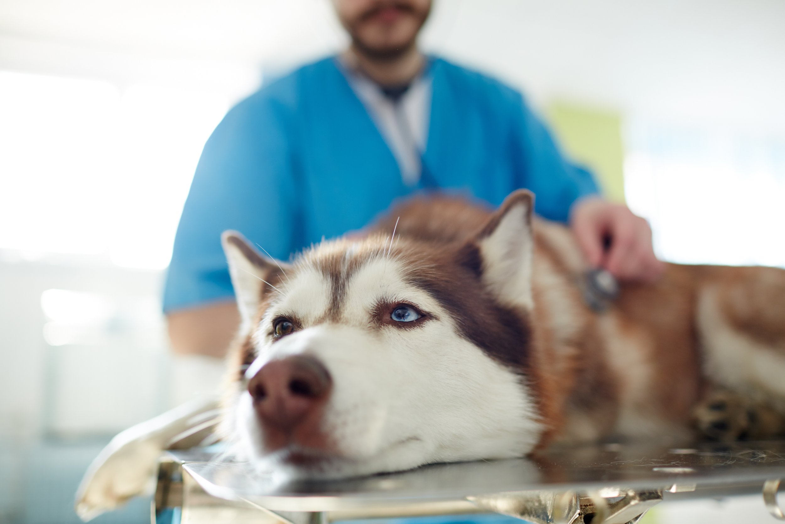 Common Health Problems in Dogs and How to Prevent Them
