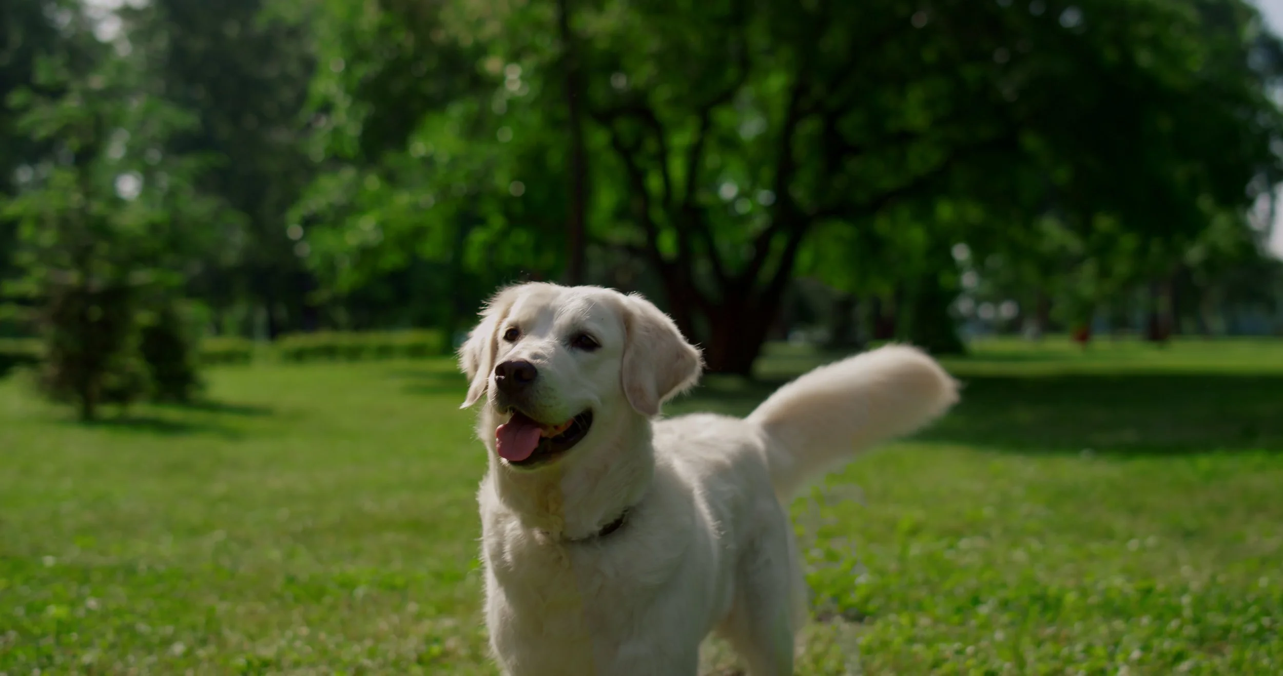 Understanding Your Dog's Body Language: A Comprehensive Guide