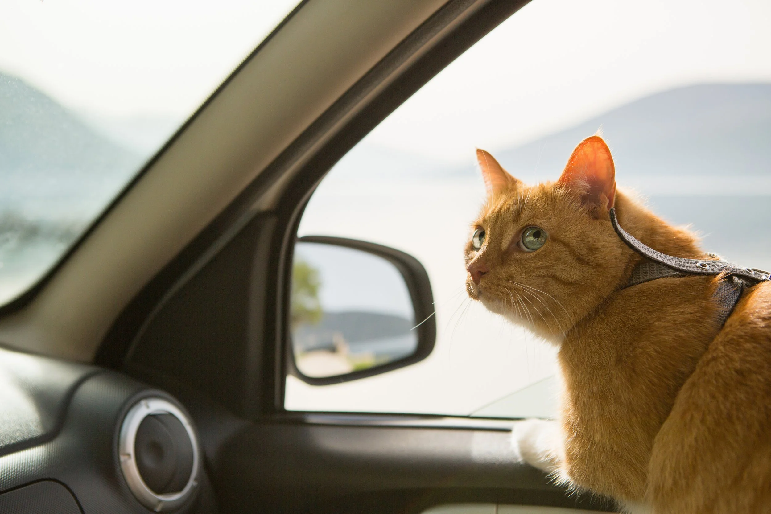 How to Travel Safely with Your Pets