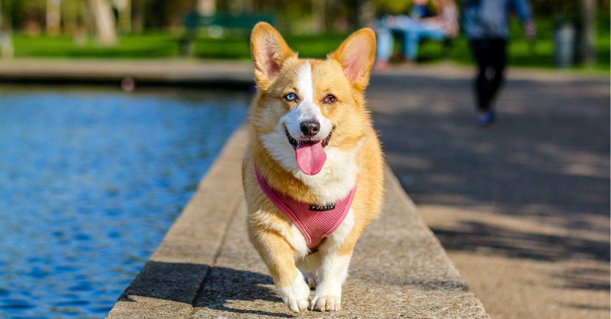 How to Deal with an Overweight Dog