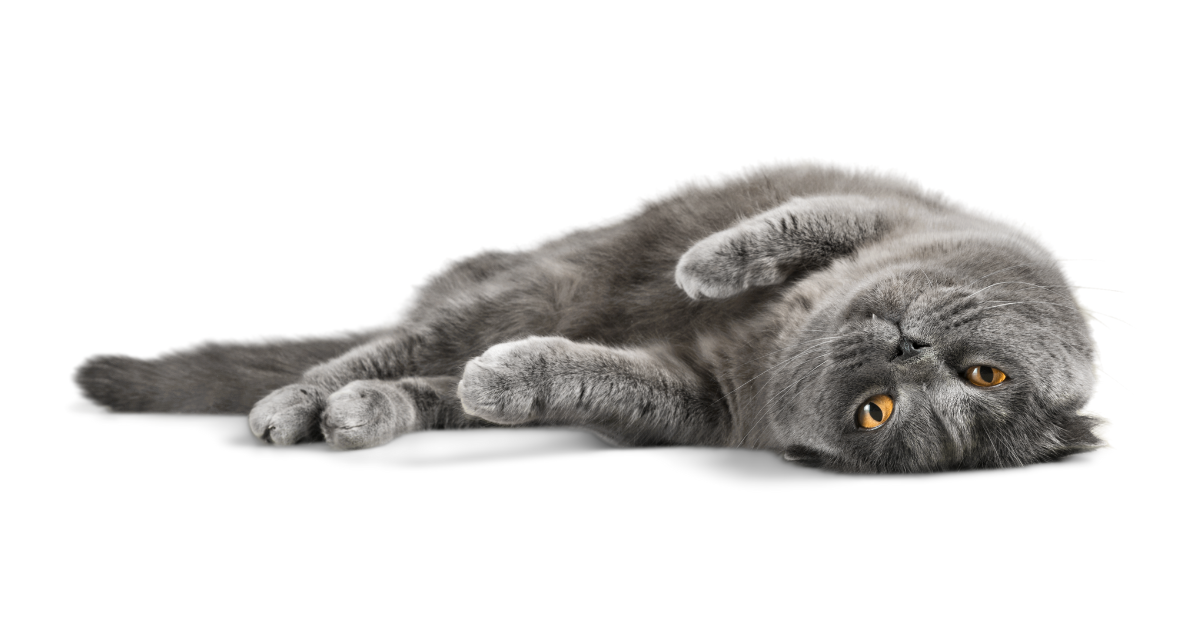 Understanding Cat Body Language: What Your Cat Is Telling You